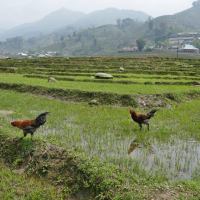 Vietnam : les rizières de Sa Pa